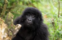 5 Days Chimpanzee and Gorilla Safari Uganda