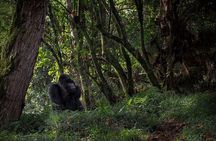 5 Days Chimpanzee and Gorilla Safari Uganda