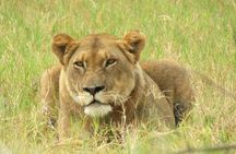 2 Day Akagera Camping Safari