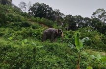 Phuket Highlight Tour Big Buddha Temple and Elephant Sanctuary