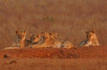 Tsavo east,Amboseli, saltlick exploring from Mombasa/Diani/watamu