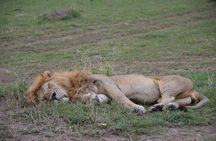 3 Days Kenya Private Safari Tour