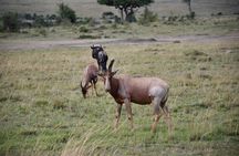 3 Days Kenya Private Safari Tour