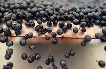 Organic Chianti Classico Wine Tour Tastings with Lunch Included