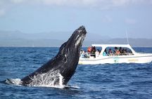 Whale Watching 2027 from Punta Cana - Full Day