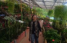 Kochi to Munnar Private Full Day Guided Tour With Hotel Pickup