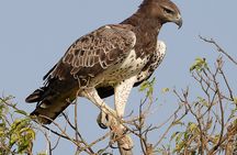 2 Days 1 Night Murchison falls Park Wildlife Safari