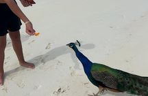 Exotic half day private charters to Rose Island, Pigs and Turtles