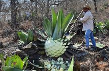 Sustainable Mezcal Tour at an Award Winning Family Distillery