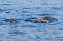 Letojanni Group Boat Tour, Taormina and Giardini Naxos