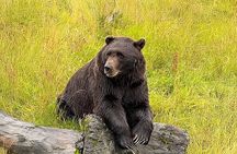 Whittier to Anchorage Cruise Transfer with Wildlife and Tram