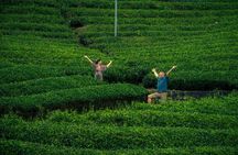 Scenic Green Tea Fields of Hidden Kyoto & Local Tea Exp (Private)