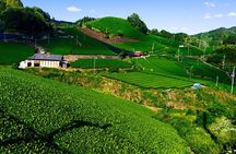 Scenic Green Tea Fields of Hidden Kyoto & Local Tea Exp (Private)