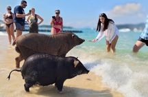 Pig Island Sightseeing, Snorkerling by Catamaran from Koh Samui