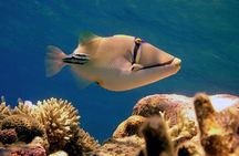 Sharm Submarine Adventure