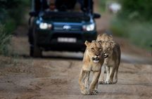 3 Hour Afternoon Safari in Pilanesberg from Sun City