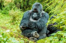 2 Days Rwanda Mountain Gorilla Trekking & Chimpanzee