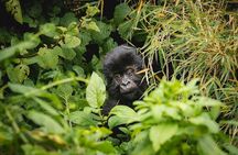 2 Days Rwanda Mountain Gorilla Trekking & Chimpanzee