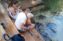 Swim with Sea Turtles at The Lagoons Zanzibar