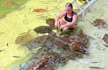 Swim with Sea Turtles at The Lagoons Zanzibar