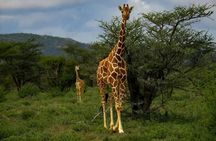 Giraffe Center Karen Blixen and Kobe Beads Day Tour