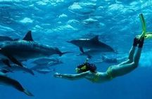 Zanzibar Swim with Dolphins and Turtles Visit at the Aquarium