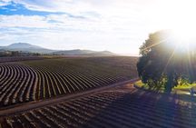 Bridestowe Lavender Farm Tour including Lunch