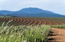 Bridestowe Lavender Farm Tour including Lunch