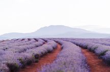 Bridestowe Lavender Farm Tour including Lunch
