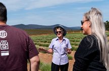 Bridestowe Lavender Farm Tour including Lunch