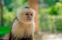 Roatan Private Tour Wildlife Snorkeling and Beach Cruise