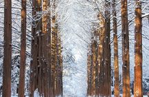 Nami Island One Day Trip with Gangchon Rail Bike from Seoul