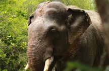 Yala National Park Safari from Hambantota Port