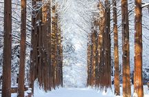Day Trip to Nami Island with Rail bike and The Garden of Morning Calm