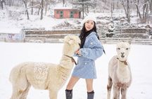 Alpaca World Tour with Nami Island (optional Railbike or Garden)