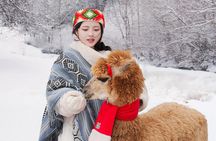 Alpaca World Tour with Nami Island (optional Railbike or Garden)