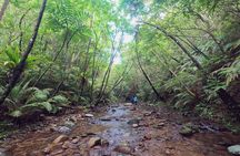 Okinawa Jungle Trails & Waterfalls – Private Yanbaru Tour