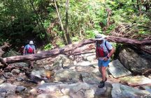 Okinawa Jungle Trails & Waterfalls – Private Yanbaru Tour