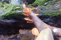 Okinawa Jungle Trails & Waterfalls – Private Yanbaru Tour