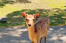 Nara Park and Fushimi Inari Exclusive Day Trip