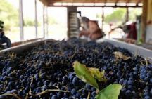 Sclavos Estate : Kefalonia Wine & Gastronomy Tour
