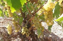 Sclavos Estate : Kefalonia Wine & Gastronomy Tour