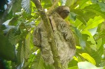 Arenal volcano Hike La Fortuna 
