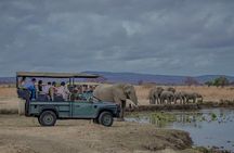 1 Day Mikumi Fly In Safari From Zanzibar to the Heart of the Wild