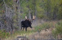 Grand Teton Sunset Tour with Wildlife Viewing and Snacks