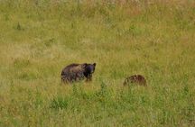 Grand Teton Sunset Tour with Wildlife Viewing and Snacks