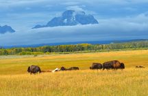 Grand Teton Sunset Tour with Wildlife Viewing and Snacks