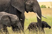 3 Days Masai Mara Kenya Big Five Private Safari