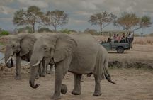 1 Day Mikumi Fly In Safari From Zanzibar to the Heart of the Wild