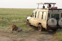 Ngorongoro Crater Day Tour Big Five Safari Adventure